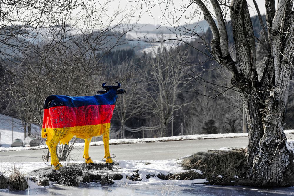 Deutsche Kuh, fußgefesselt