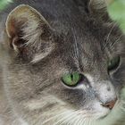 Deutsche Kurzhaar (Felis sylvestris) Portrait