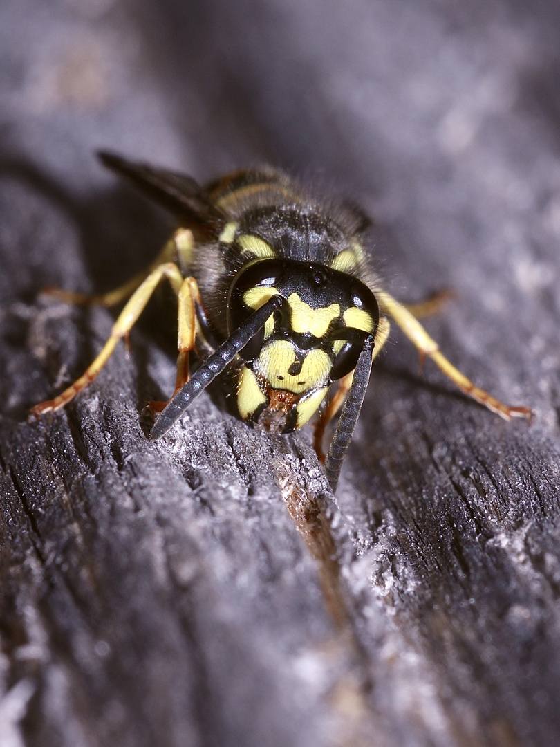 Deutsche oder Gemeine Wespe (Vespula germanica)