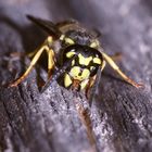 Deutsche oder Gemeine Wespe (Vespula germanica)