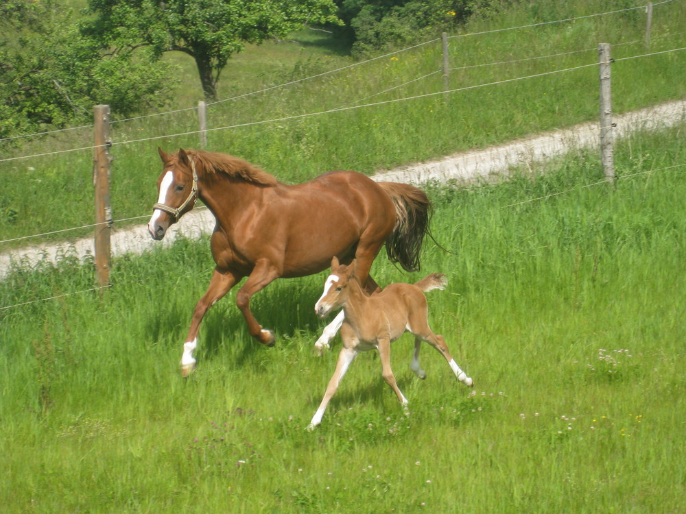 Deutsche Reitponystute mit Fohlen