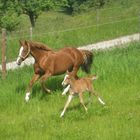 Deutsche Reitponystute mit Fohlen