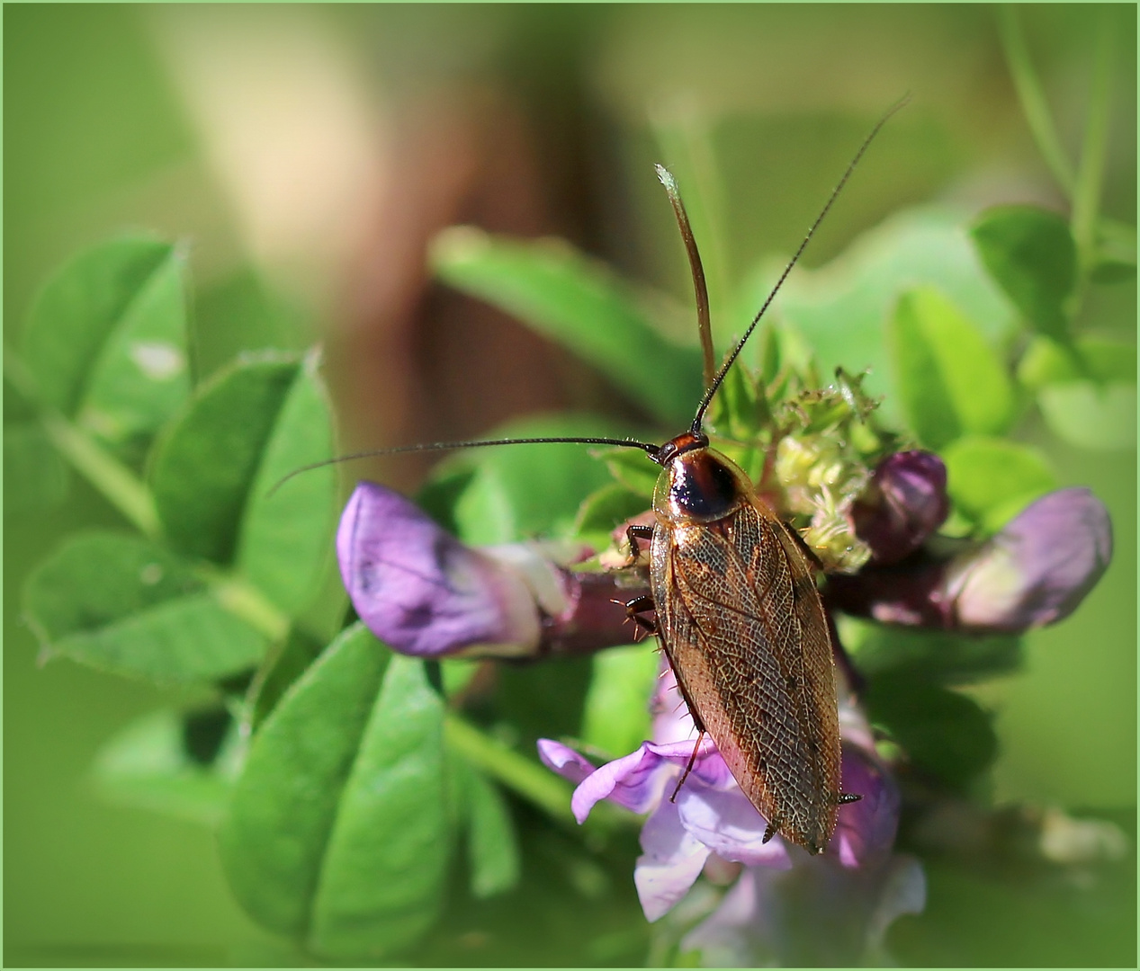 Deutsche Schabe (Blattella germanica).