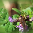 Deutsche Schabe (Blattella germanica).