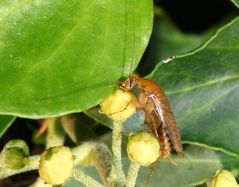 Deutsche Schabe (Blattella germanica)