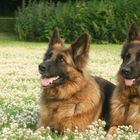 Deutsche Schäferhunde machen Trainings Pause