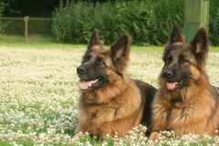 Deutsche Schäferhunde machen Trainings Pause