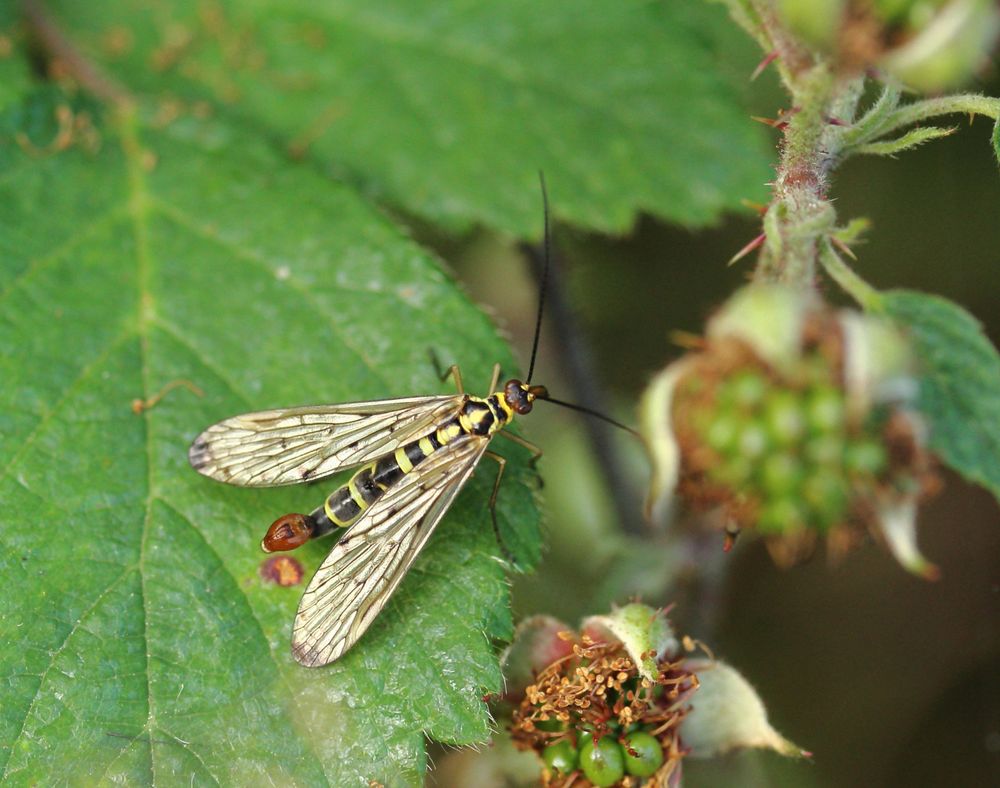 Deutsche Scorpionsfliege