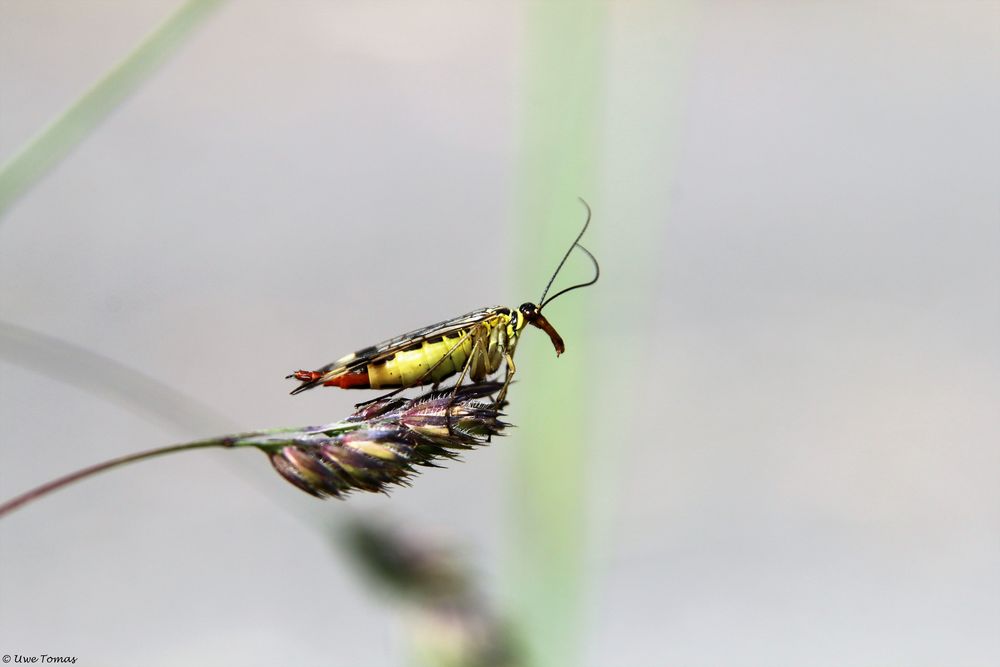 Deutsche Skorpionsfliege (Panorpa germanica)