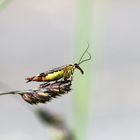 Deutsche Skorpionsfliege (Panorpa germanica)