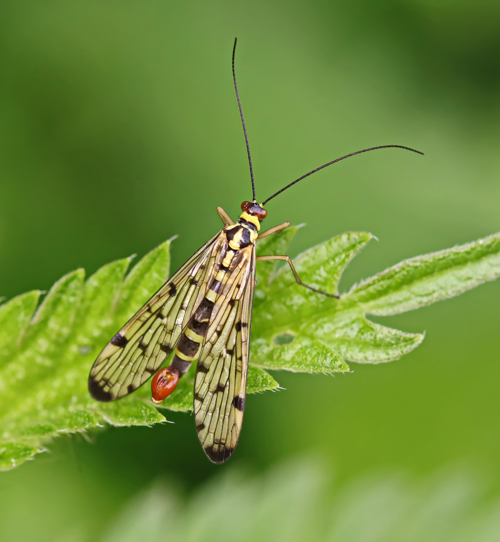 Deutsche Skorpionsfliege (Panorpa germanica)