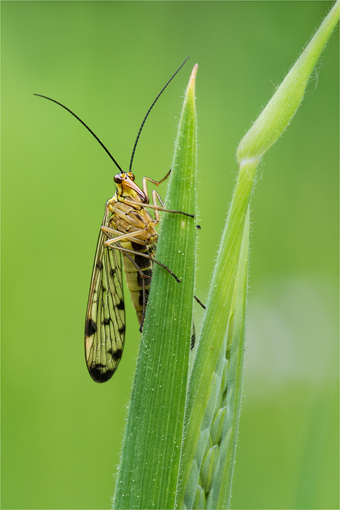 Deutsche Skorpionsfliege (Panorpa germanica)