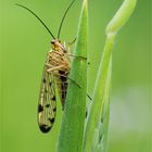 Deutsche Skorpionsfliege (Panorpa germanica)