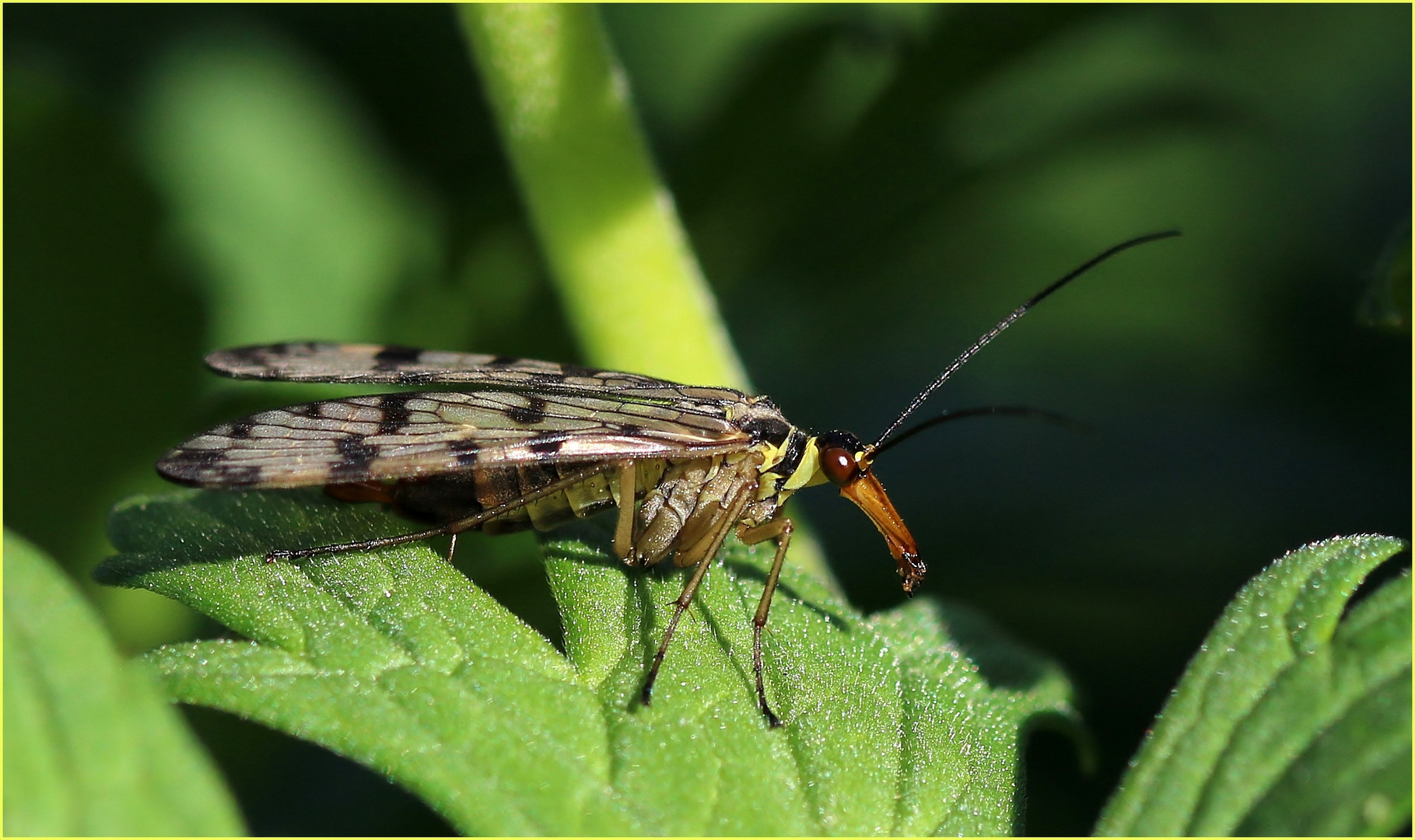 Deutsche Skorpionsfliege (Panorpa germanica) - Männchen.