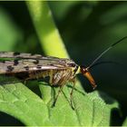 Deutsche Skorpionsfliege (Panorpa germanica) - Männchen.