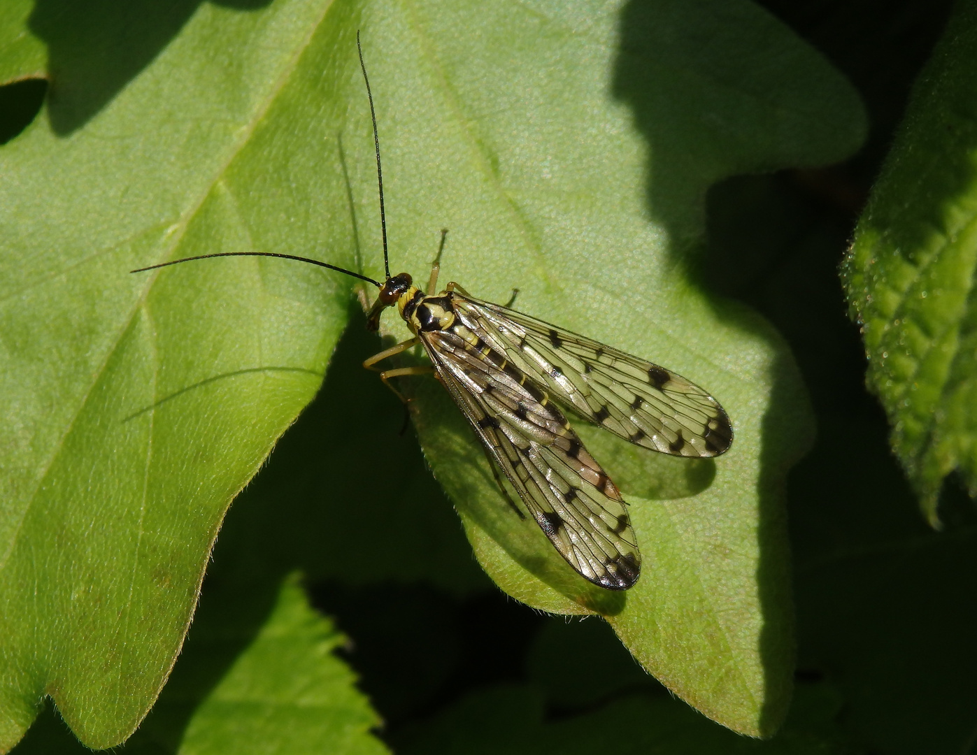 Deutsche Skorpionsfliege (Panorpa germanica) - Weibchen