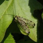 Deutsche Skorpionsfliege (Panorpa germanica) - Weibchen