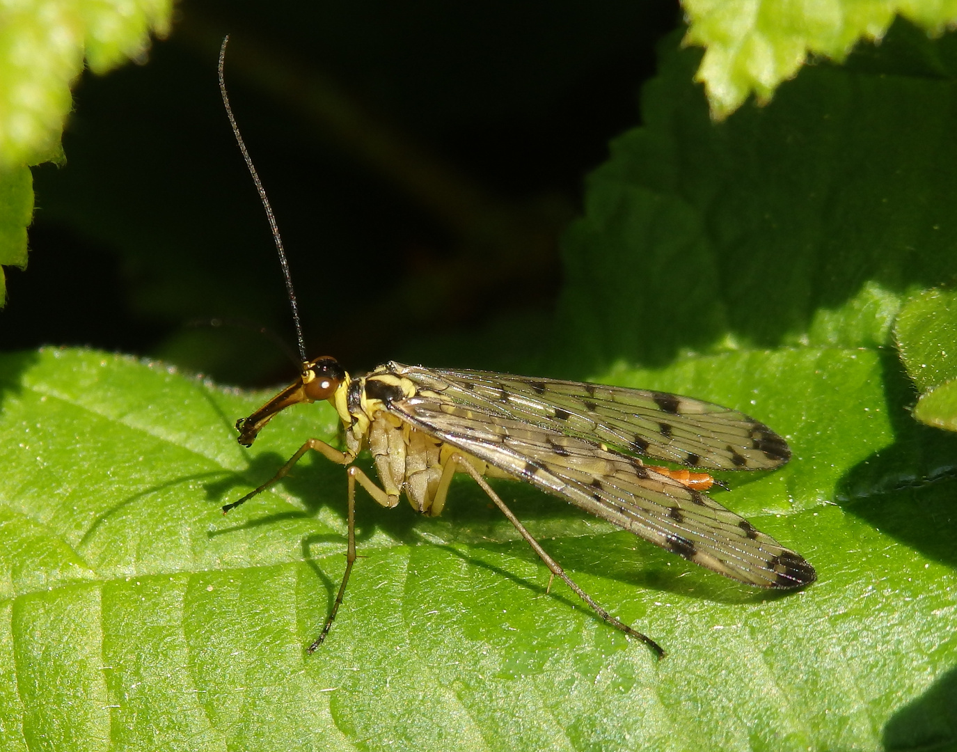 Deutsche Skorpionsfliege (Panorpa germanica) - Weibchen