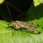 Deutsche Skorpionsfliege (Panorpa germanica) - Weibchen