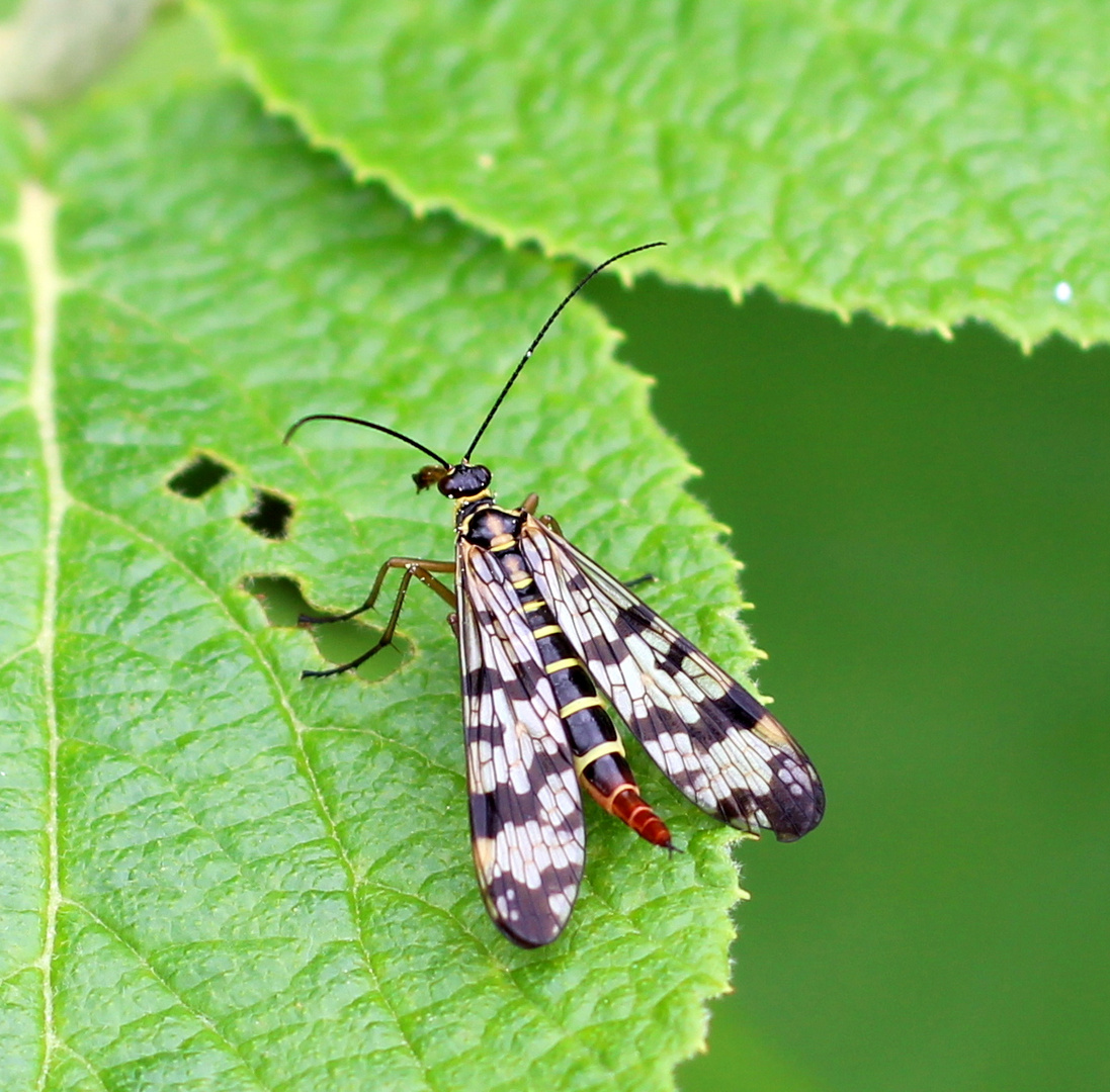 Deutsche Skorpionsfliege (Panorpa germanica) - Weibchen