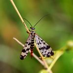 Deutsche Skorpionsfliege (Panorpa germanica) - Weibchen