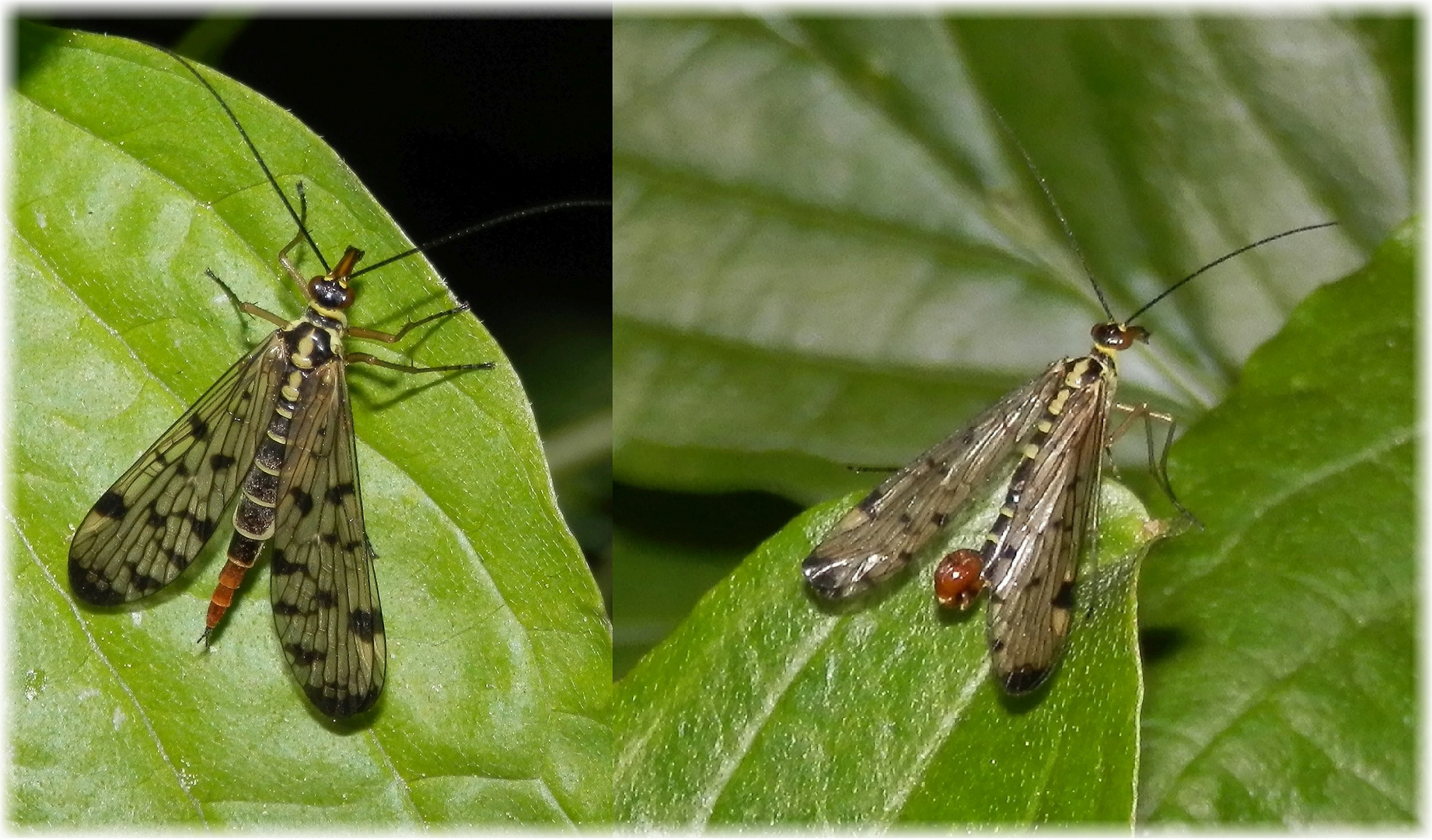 Deutsche Skorpionsfliege (Panorpa germanica) - Weibchen und Männchen