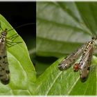 Deutsche Skorpionsfliege (Panorpa germanica) - Weibchen und Männchen