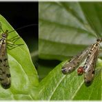 Deutsche Skorpionsfliege (Panorpa germanica) - Weibchen und Männchen