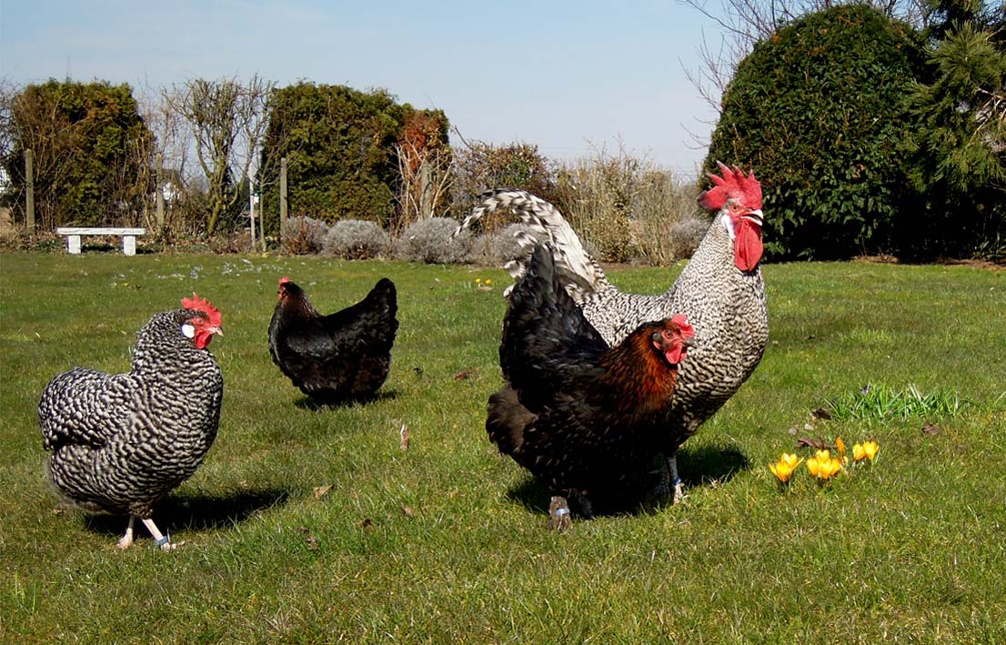 Deutsche Sperber und Marans (Hühner)