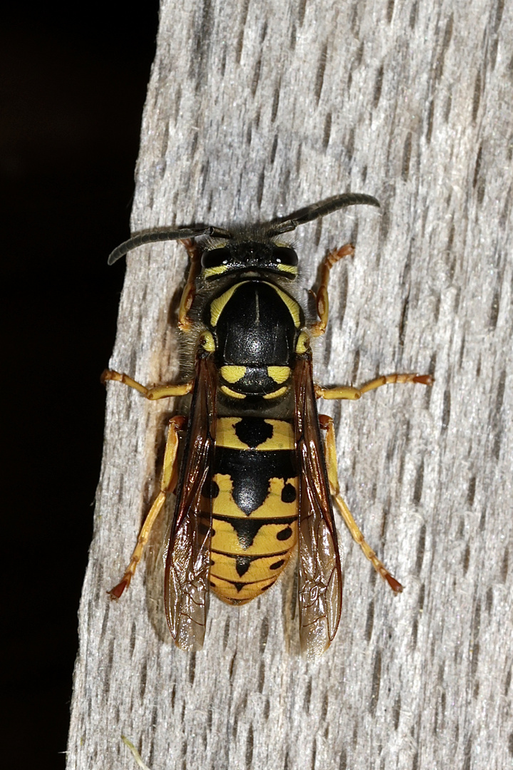 Deutsche Wespe (Paravespula germanica) in Österreich - ...