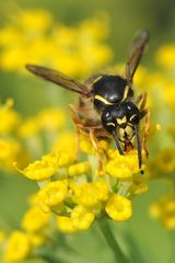 Deutsche Wespe (Vespula germanica)