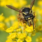 Deutsche Wespe (Vespula germanica)