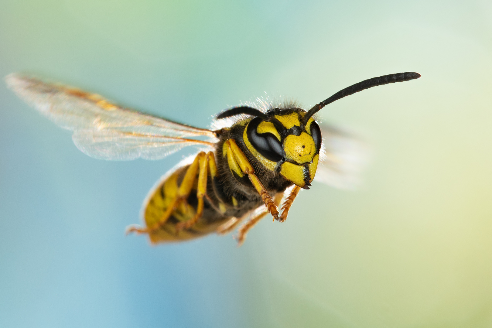 Deutsche Wespe (Vespula germanica) 2023 II.