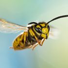 Deutsche Wespe (Vespula germanica) 2023 II.