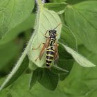 Deutsche Wespe (Vespula germanica) 