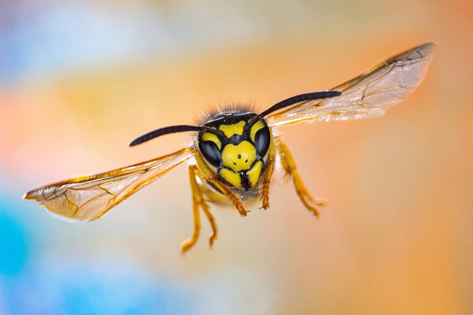 Deutsche Wespe (Vespula germanica)