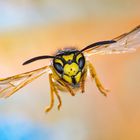 Deutsche Wespe (Vespula germanica)