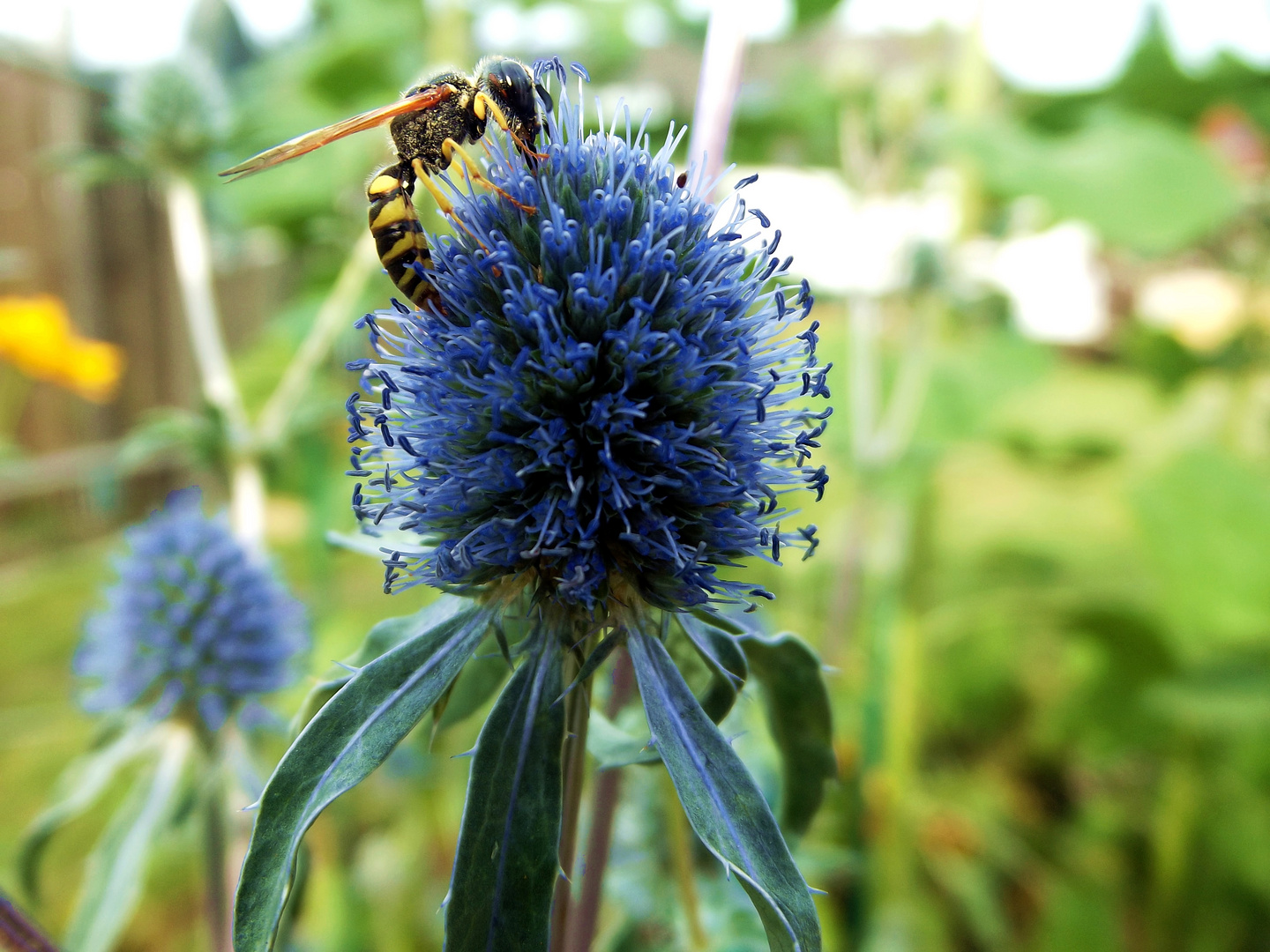 Deutsche Wespe (Vespula germanica)