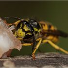 Deutsche Wespe (Vespula germanica) 