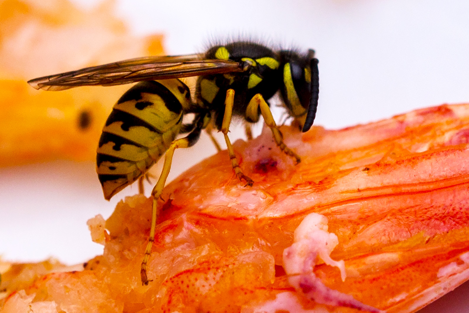 Deutsche Wespe (Vespula germanica)