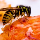 Deutsche Wespe (Vespula germanica)