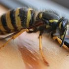 Deutsche Wespe [Vespula germanica]