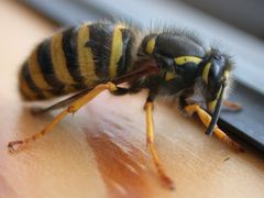 Deutsche Wespe [Vespula germanica]