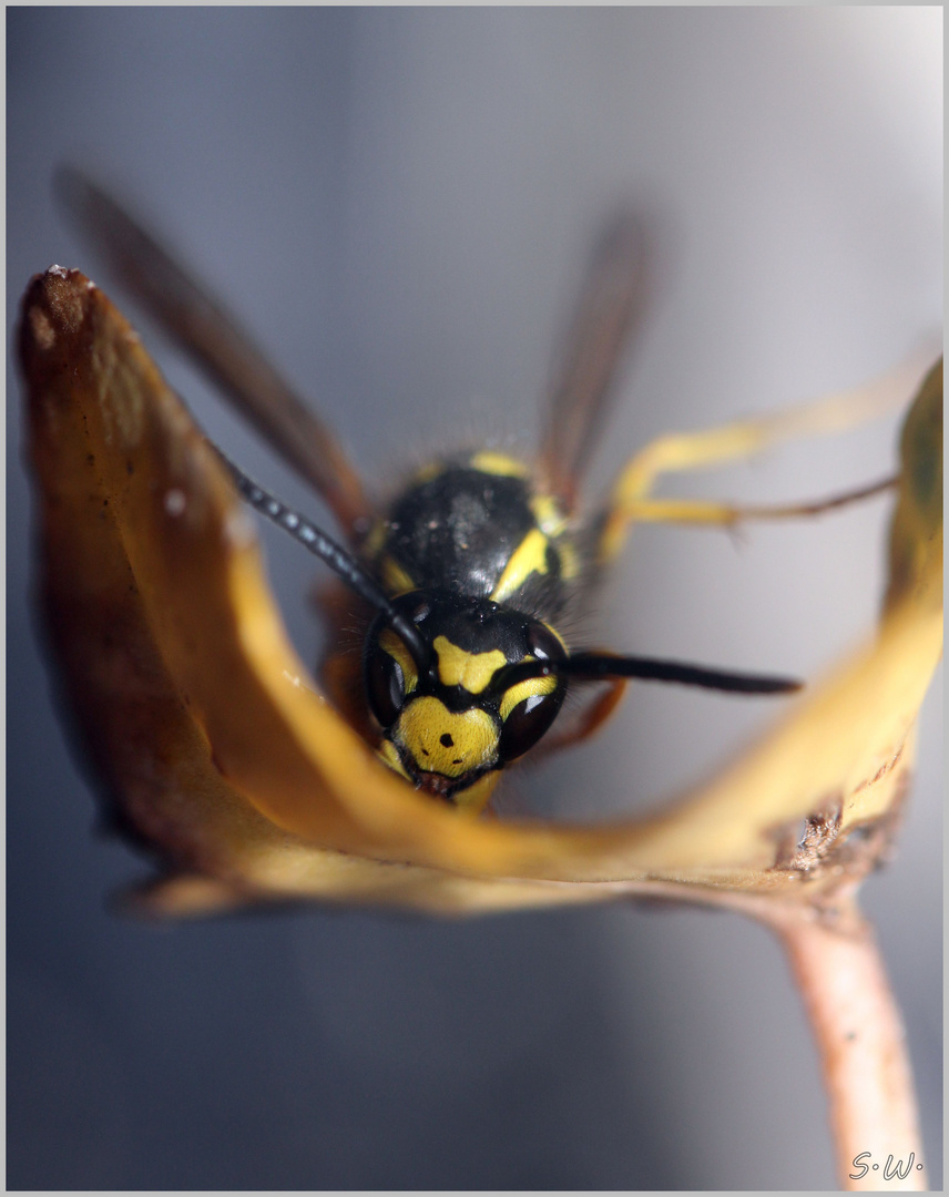 Deutsche Wespe (Vespula germanica)