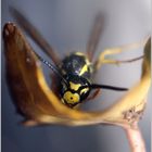 Deutsche Wespe (Vespula germanica)