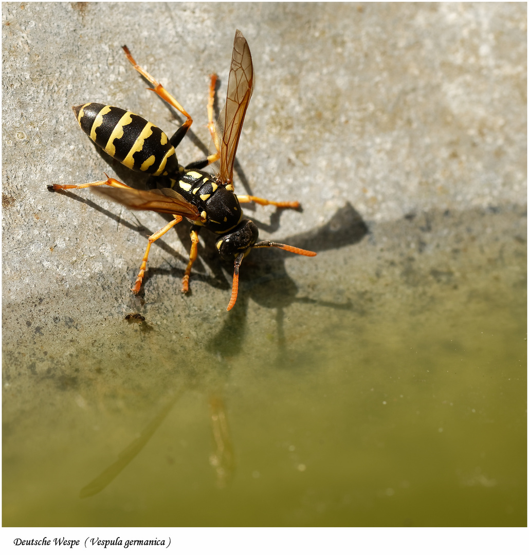 Deutsche Wespe (Vespula germanica)