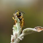 'Deutsche Wespe' - Vespula germanica