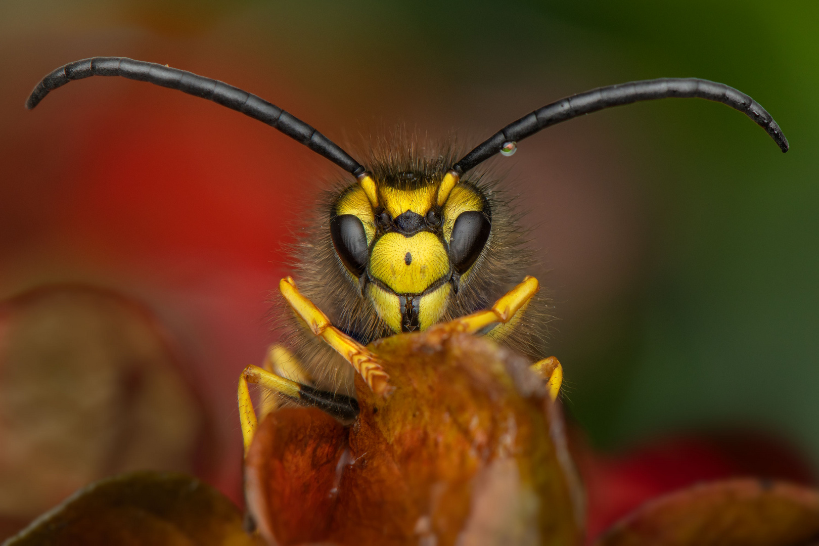 Deutsche Wespe (Vespula germanica) Drohne