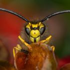 Deutsche Wespe (Vespula germanica) Drohne