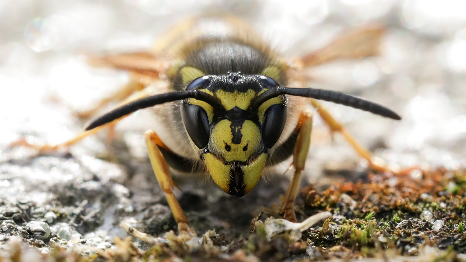 Deutsche Wespe (Vespula germanica)